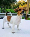 Molly's Pup(Tim)