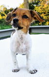 Molly's Pup(Tim)