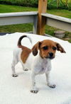 Molly's Pup(Tim)