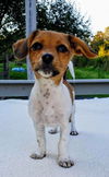 Molly's Pup(Tim)
