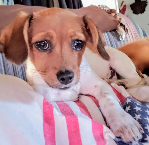 Molly's Pup(Tim)