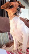 Molly's Pup(Tim)