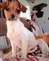 Molly's Pup(Tim)