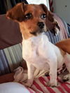 Molly's Pup(Tim)