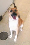 Rolo