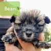 Pekingese Mix- Bean