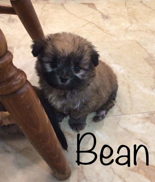 Pekingese Mix- Bean