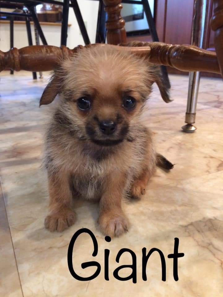 Giant pekingese best sale