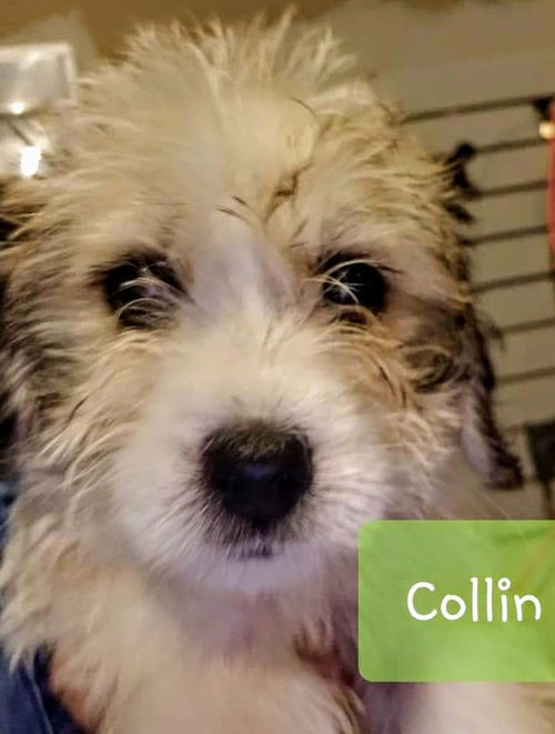 Maltese Mix Pup- Collin