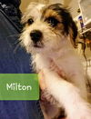 Maltese Mix Pup- Milton