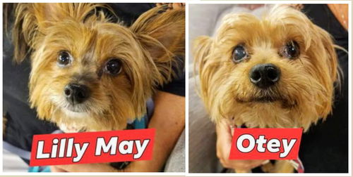 Otey & Lily May (bonded pair)