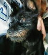 Kobie