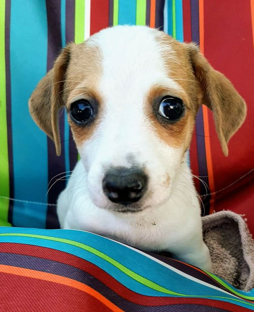 Chihuahua Mix Pup (Patches)