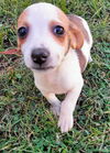 Chihuahua Mix Pup (Patches)