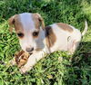Chihuahua Mix Pup (Patches)