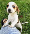 Chihuahua Mix Pup (Patches)