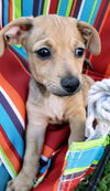 Chihuahua  Mix Pup (Charlie C)