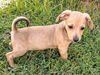 Chihuahua  Mix Pup (Charlie C)