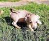 Chihuahua  Mix Pup (Charlie C)