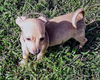 Chihuahua  Mix Pup (Charlie C)