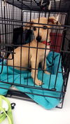 Chihuahua  Mix Pup (Charlie C)