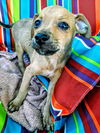 Chi Pup (Tony)