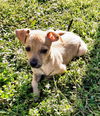 Chi Pup (Tony)