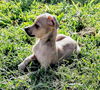 Chi Pup (Tony)