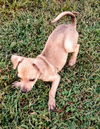 Chi Pup (Tony)