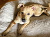 Chi Pup (Tony)