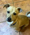 Chi Pup (Tony)