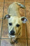 Chi Pup (Tony)