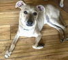 Chi Pup (Tony)