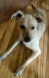 Chi Pup (Tony)