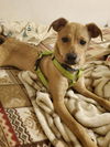 Chi Pup (Tony)