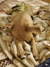 Chi Pup (Tony)