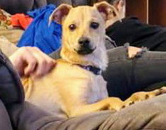 Chi Pup (Tony)