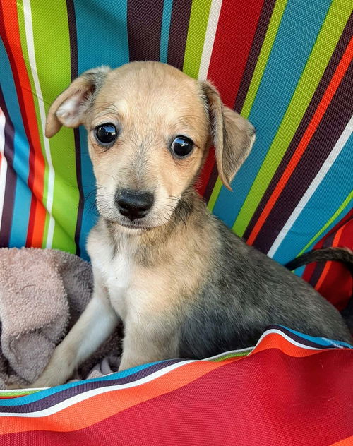 Chihuahua Mix Pup (Lilli)