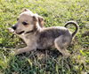 Chihuahua Mix Pup (Lilli)