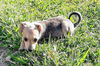 Chihuahua Mix Pup (Lilli)