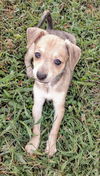 Chihuahua Mix Pup (Lilli)