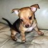 Chi Mix (Baby)