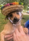 Chi Mix (Baby)