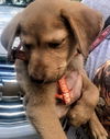 Brody