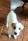 Thelma & Winston’s Pup (Tootsie)