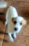 Thelma & Winston’s Pup (Tootsie)