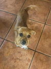 Thelma & Winston’s Pup (Spice)