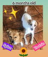 Thelma & Winston’s Pup (Spice)
