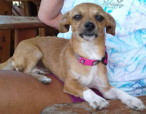 Thelma & Winston’s Pup (Spice)