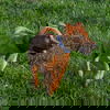 Bear Galen